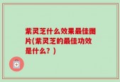 紫灵芝什么效果最佳图片(紫灵芝的最佳功效是什么？)