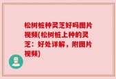 松树桩种灵芝好吗图片视频(松树桩上种的灵芝：好处详解，附图片视频)