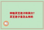 种植灵芝孢子粉简介？灵芝孢子是怎么样的