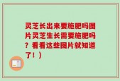 灵芝长出来要施肥吗图片灵芝生长需要施肥吗？看看这些图片就知道了！)