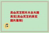 高山灵芝照片大全大图真实(高山灵芝的真实图片集锦)