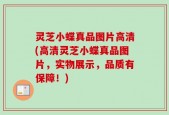 灵芝小蝶真品图片高清(高清灵芝小蝶真品图片，实物展示，品质有保障！)