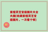 紫檀灵芝宝座图片大全大图(收藏紫檀灵芝宝座图片，一次看个够)