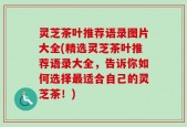 灵芝茶叶推荐语录图片大全(精选灵芝茶叶推荐语录大全，告诉你如何选择最适合自己的灵芝茶！)
