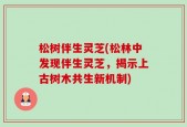 松树伴生灵芝(松林中发现伴生灵芝，揭示上古树木共生新机制)
