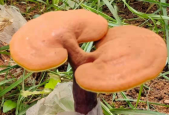 破壁灵芝孢子粉怎么服用？这样吃才是最好的！