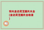 特大金边灵芝图片大全(金边灵芝图片全收录)