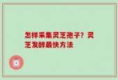 怎样采集灵芝孢子？灵芝发酵最快方法
