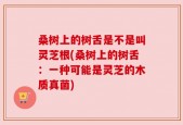 桑树上的树舌是不是叫灵芝根(桑树上的树舌：一种可能是灵芝的木质真菌)