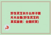 野生灵芝长什么样子图片大全集(野生灵芝的真实面貌：全图欣赏)