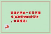 狐狸叼回来一只灵芝图片(狐狸捡回珍贵灵芝，大显神通)