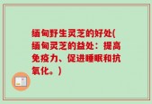 缅甸野生灵芝的好处(缅甸灵芝的益处：提高免疫力、促进睡眠和抗氧化。)