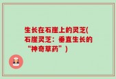生长在石崖上的灵芝(石崖灵芝：垂直生长的“神奇草药”)