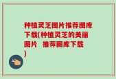 种植灵芝图片推荐图库下载(种植灵芝的美丽图片  推荐图库下载)