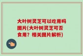 大叶树灵芝可以吃用吗图片(大叶树灵芝可否食用？相关图片解析)