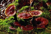 赤灵芝孢子粉的价位高吗？