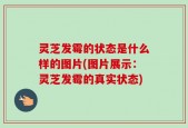 灵芝发霉的状态是什么样的图片(图片展示：灵芝发霉的真实状态)