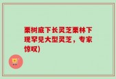 栗树底下长灵芝栗林下现罕见大型灵芝，专家惊叹)