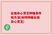 云南白心灵芝种植条件和方法(如何种植云南白心灵芝)