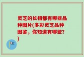 灵芝的长相都有哪些品种图片(多彩灵芝品种图鉴，你知道有哪些？)