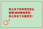 树上长了好多灵芝怎么回事(森林里现奇景！树上生长了大量灵芝！)