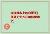 山核桃木上的白灵芝(白灵芝生长在山核桃木上)