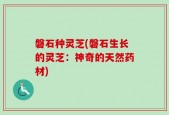 磐石种灵芝(磐石生长的灵芝：神奇的天然药材)