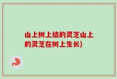 山上树上结的灵芝山上的灵芝在树上生长)