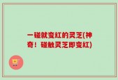 一碰就变红的灵芝(神奇！碰触灵芝即变红)