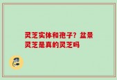灵芝实体和孢子？盆景灵芝是真的灵芝吗