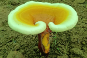 破壁灵芝孢子粉适合多大年龄了吃？原来这些人不能吃！