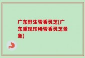 广东野生雪香灵芝(广东重现珍稀雪香灵芝景象)