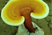 灵芝孢子粉能长期吃吗？居然有这种说法？
