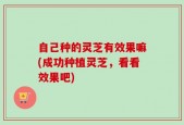 自己种的灵芝有效果嘛(成功种植灵芝，看看效果吧)