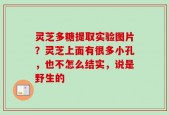 灵芝多糖提取实验图片？灵芝上面有很多小孔，也不怎么结实，说是野生的