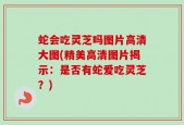 蛇会吃灵芝吗图片高清大图(精美高清图片揭示：是否有蛇爱吃灵芝？)
