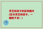 灵芝和鸽子的区别图片(区分灵芝和鸽子，一图胜千言！)