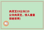 肉灵芝19公分(19公分肉灵芝，惊人重量惊艳世界)