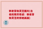 刺老芽和灵芝图片(古老的草药奇迹：刺老芽和灵芝的惊艳画面)