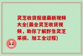 灵芝收货报道最新视频大全(最全灵芝收货视频，助你了解野生灵芝采摘、加工全过程)