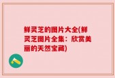 鲜灵芝的图片大全(鲜灵芝图片全集：欣赏美丽的天然宝藏)