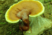 慢性肠胃炎能喝灵芝孢子粉吗？你居然还不知道！