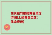 生长在竹根的黄色灵芝(竹根上的黄色灵芝：生命奇迹)