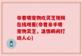 帝君喂宠物吃灵芝视频在线观看(帝君亲手喂宠物灵芝，温情瞬间打动人心)