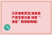 江苏淮安灵芝(淮安出产灵芝受冷遇 培育“淮星”取获新突破)