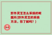 野外灵芝怎么采摘的呢图片(野外灵芝的采摘方法，你了解吗？)