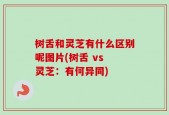 树舌和灵芝有什么区别呢图片(树舌 vs 灵芝：有何异同)