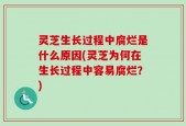 灵芝生长过程中腐烂是什么原因(灵芝为何在生长过程中容易腐烂？)