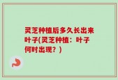 灵芝种植后多久长出来叶子(灵芝种植：叶子何时出现？)