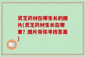 灵芝药材在哪生长的图片(灵芝药材生长在哪里？图片带你寻找答案)